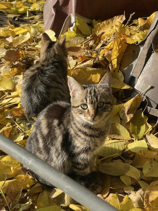 Віддам кошеня в добрі руки!