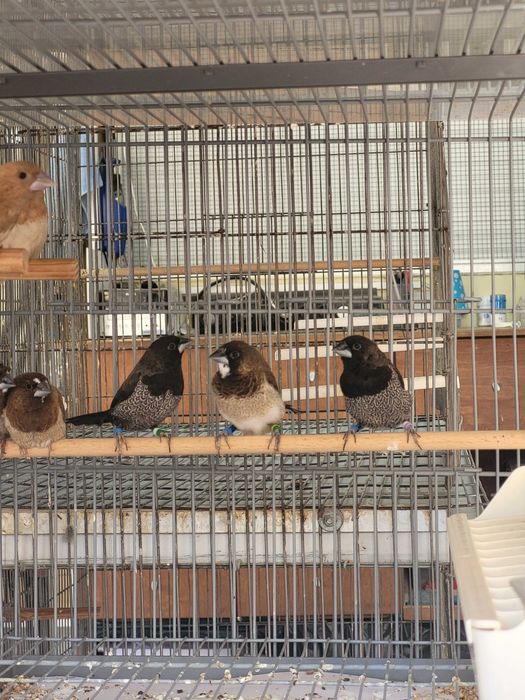 Bengalins bom preço para o lote