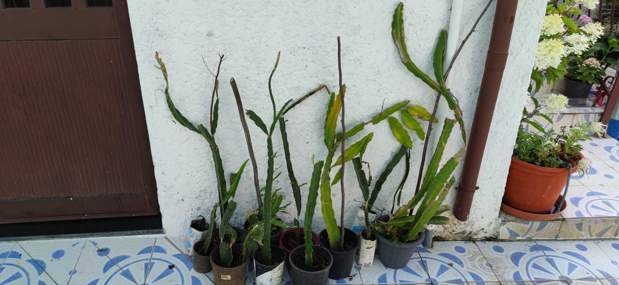 Pitayas enraizadas