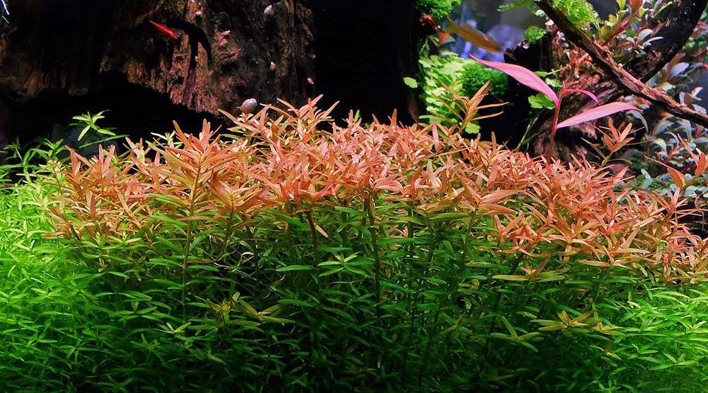 Rotala Rotundifolia