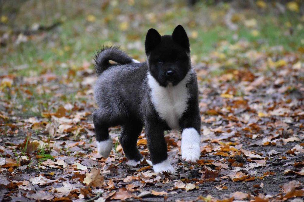 Akita Amerykańska, Akity amerykańskie - suczka FLORA FCI/ZKwP