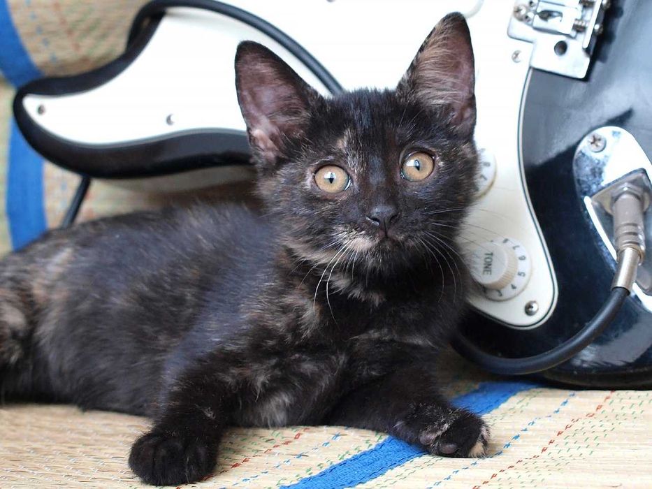 Котенок Джейн ищет дом