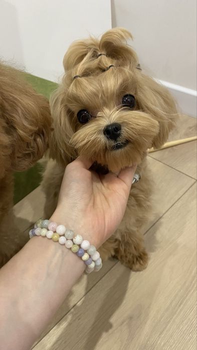 Мальтіпу мікро дівчинка. Доставка по європі