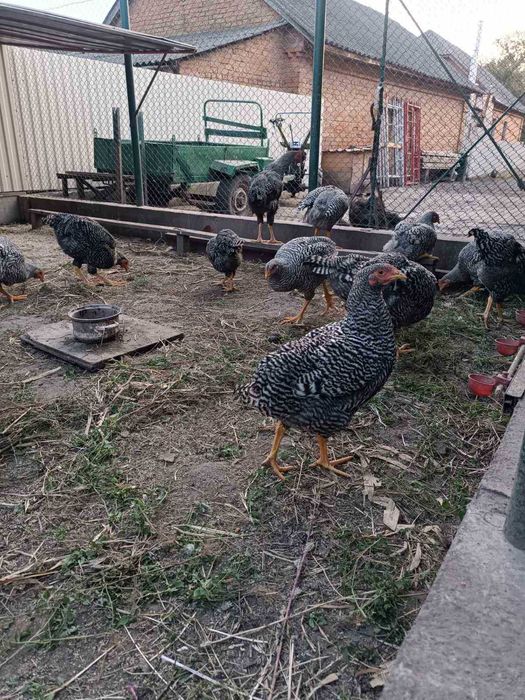 Кури породи амрокс