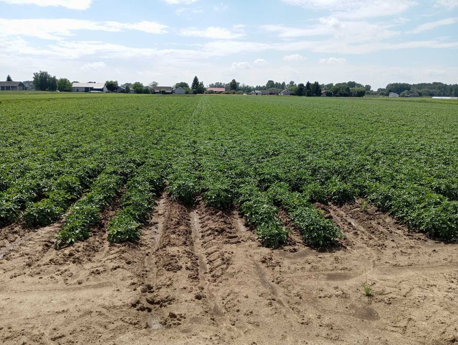 Ziemniaki jadalne odmiana Riviera kal 35-55.