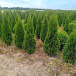 Tuja szmaragd  160 200cm  danica globosa braband gold blue arrov