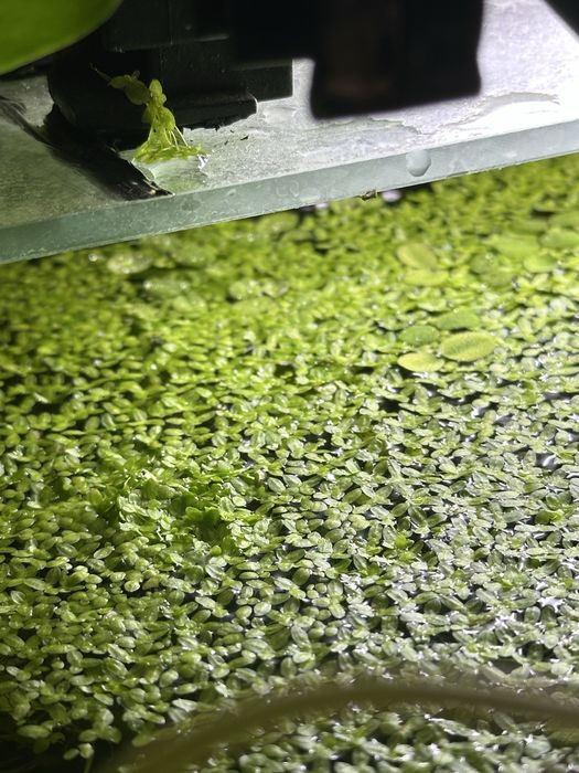 Rzęsa wodna zamienię