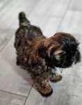 SAMIEC shih tzu