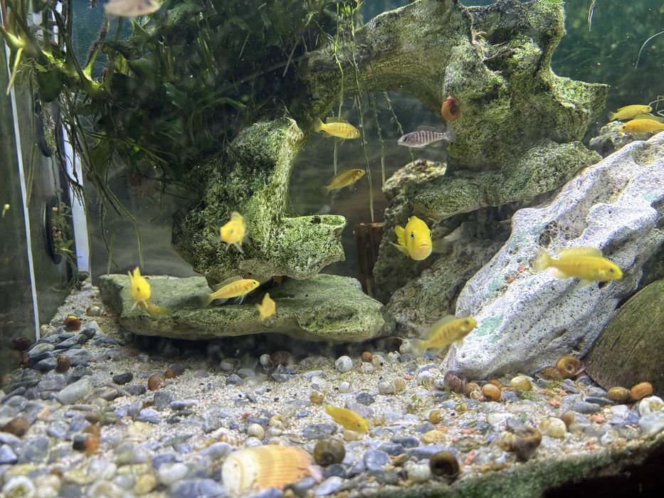 Ciclideos varios tamanhos