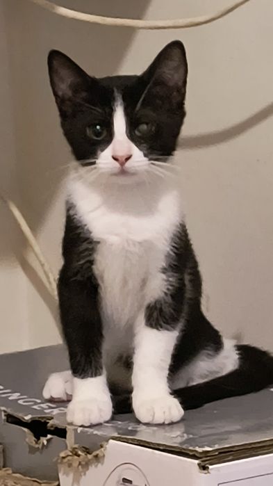 Kociaki do adopcji. Ostoja Mruczków
