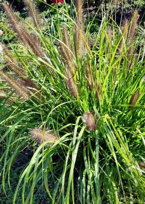 Пеннисетум лисохвостий