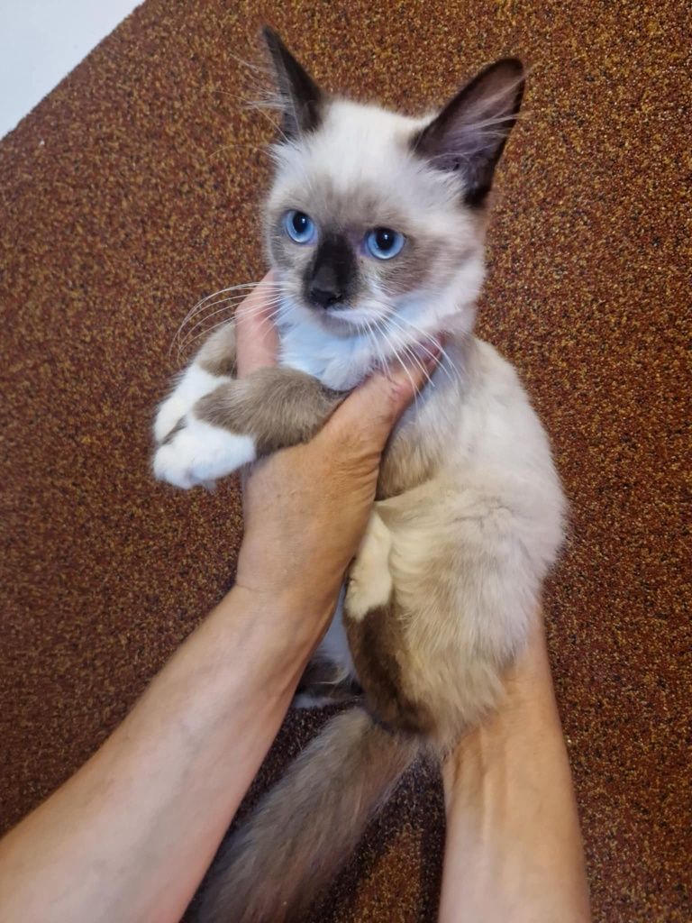 Kocurek ragdoll kot 4msc