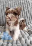 ZICO piesek Chocoberry Yorkshire Terrier York