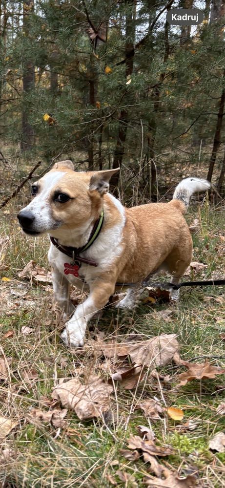 Pikuś cudny piesek w typie Corgi do adopcji