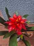 Bromelia czerwona 45cm