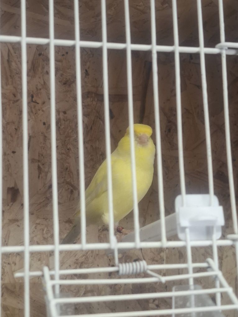 Canario macho amarelo 2024