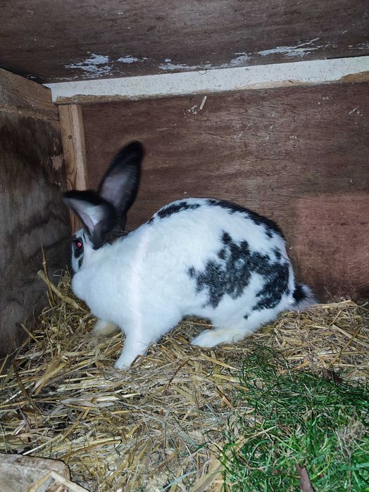 Sprzedam samicę o wadze 6,4 kg