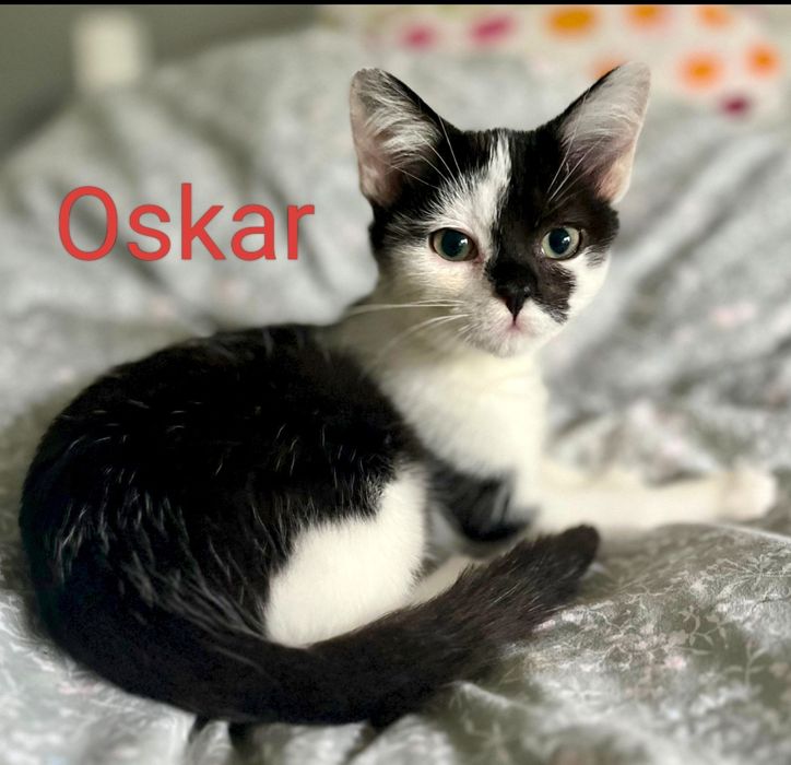 Oskarek prosi o dom...