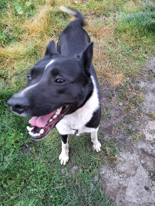 Oddam psa w dobre ręce.