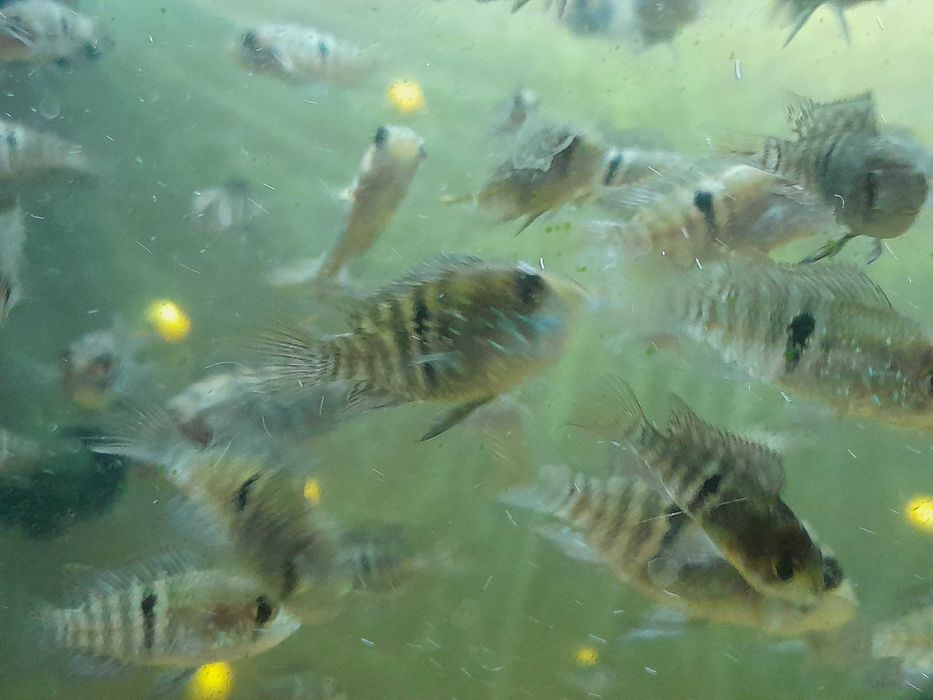 Akara Błękitna -  młode ryby