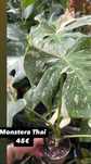 Monstera thai Constellation variagata