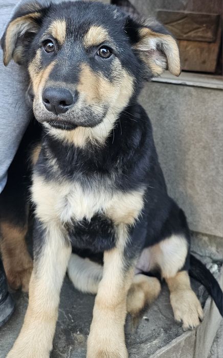 Piękna suczka, ostatnia z miotu do oddania