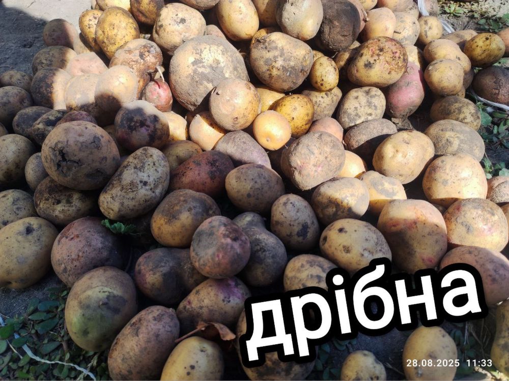 Продам посадкову та дрібну картоплю