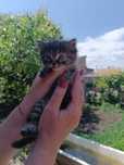 Отдам в добрые руки котенка