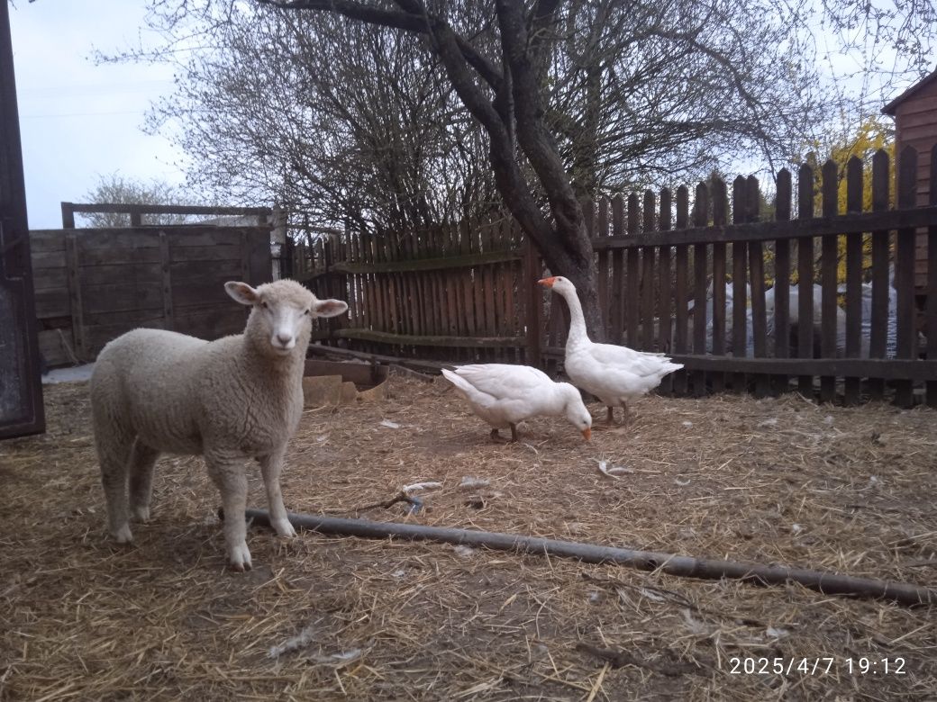 Jagnięta,owieczki,baranki