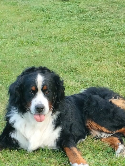 Sprzedam  Berneński Pies Pasterski piesek