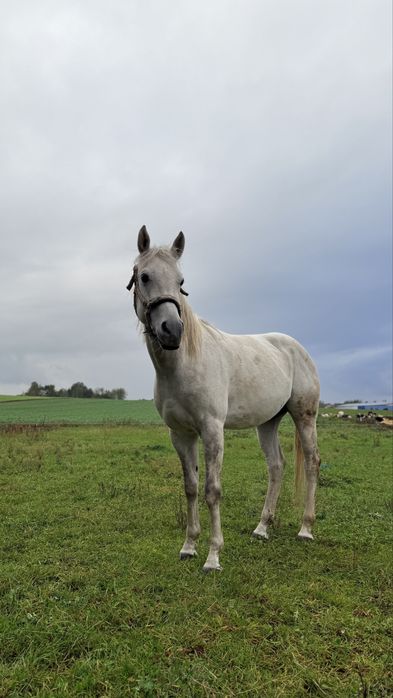 Koń arabski 5 lat