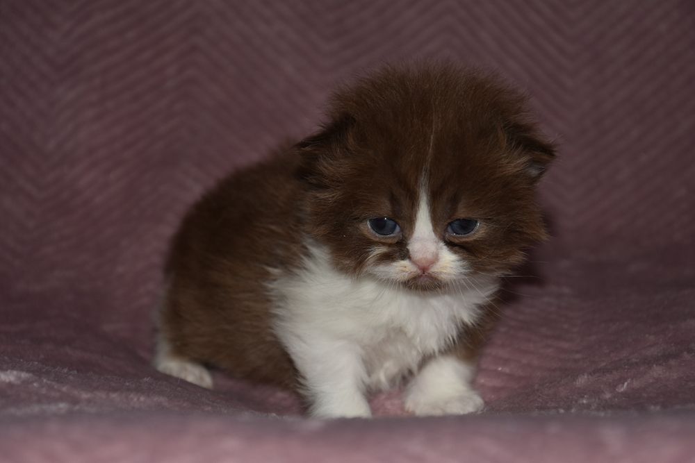 Kotka Brytyjska Długowłosa czekoladowa