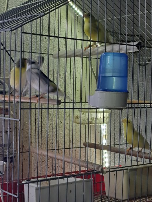 Canários timbrado espanhol