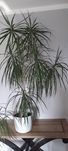 Kwiat Dracena bardzo piękna  160 cm