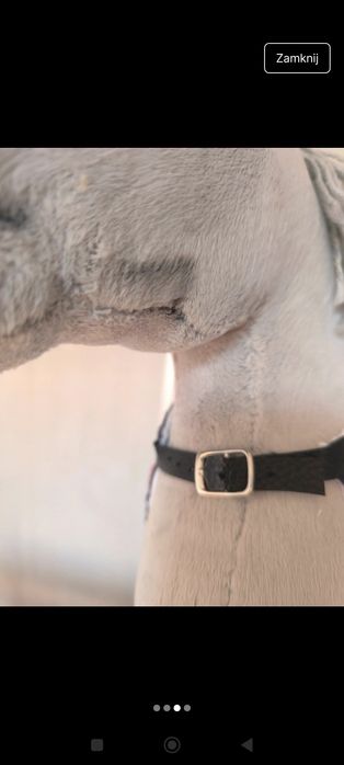 Derka dla hobby horse