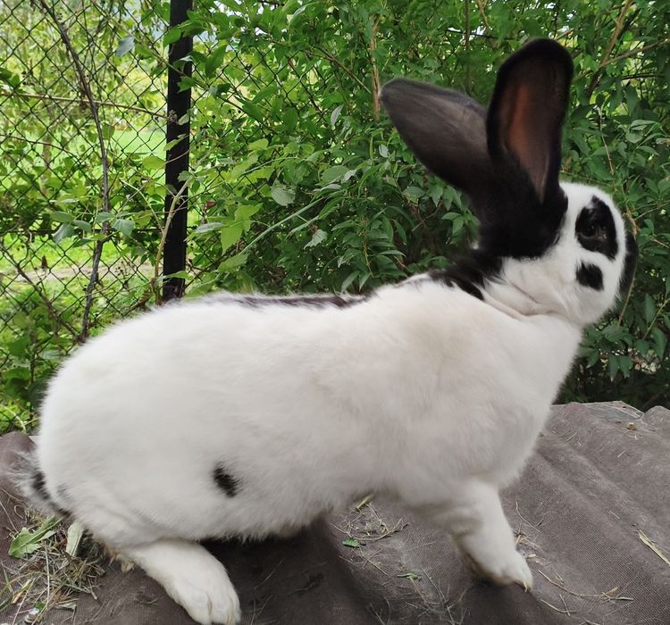 Sprzedam lub zamienię samca Olbrzym Srokacz Czarny OSC z rodowodem