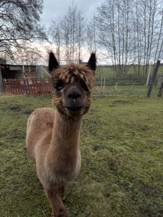 Alpaki samce huacaya 4 letnie