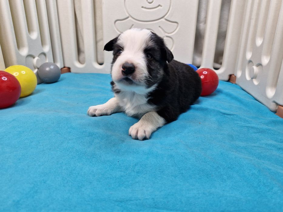 Border Collie piesek czarno biały