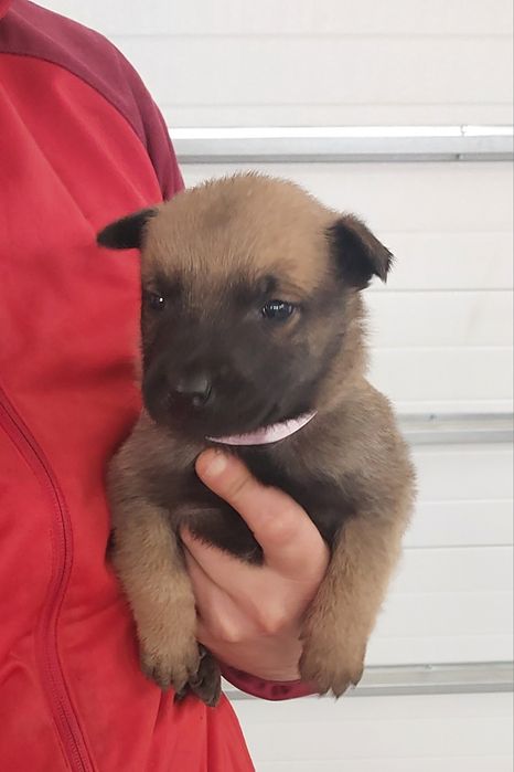 Owczarek Belgijski Malinois szczeniaki