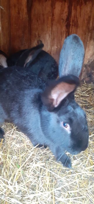 Króliki samce i samiczk na sprzedaż i