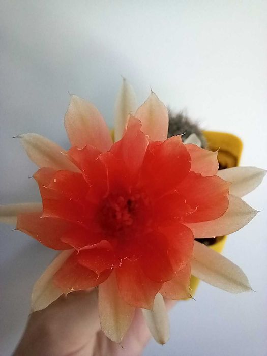 Кактус (сукулент) акантокаліціум для флораріума