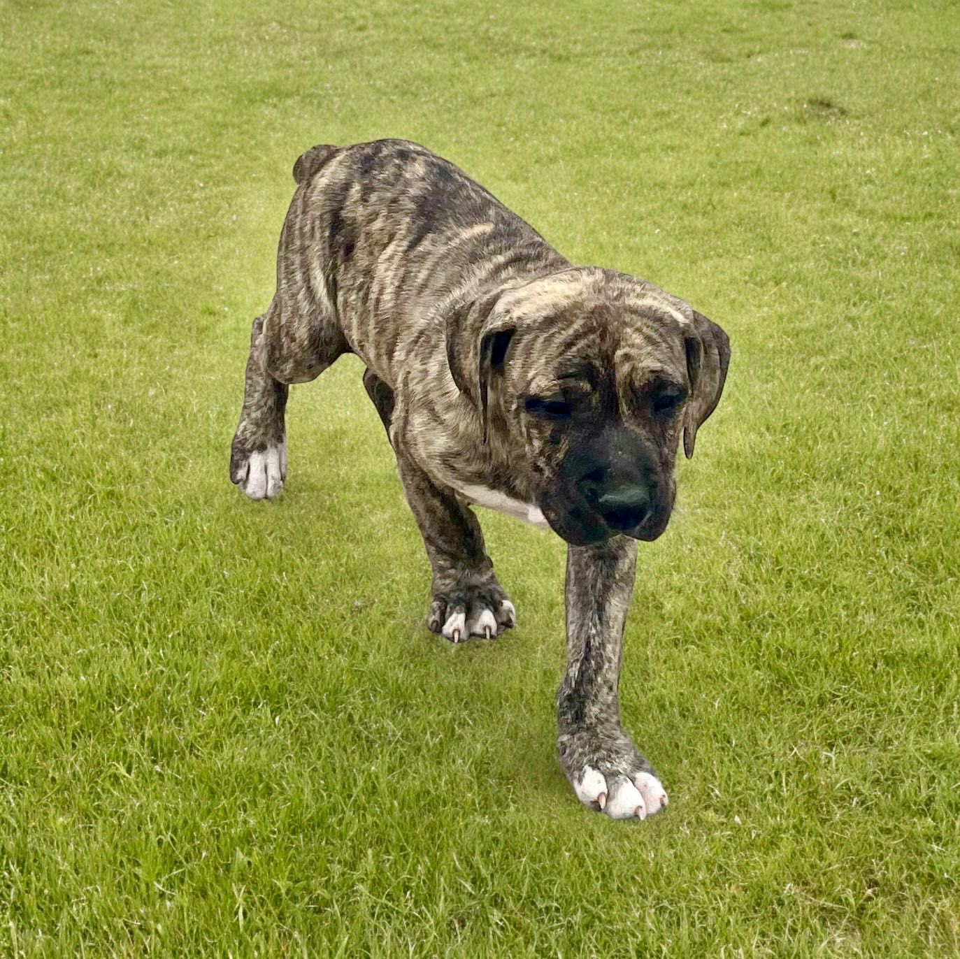 Amstaff szczeniak PRĘGOWANY pies / American Staffordshire Terrier