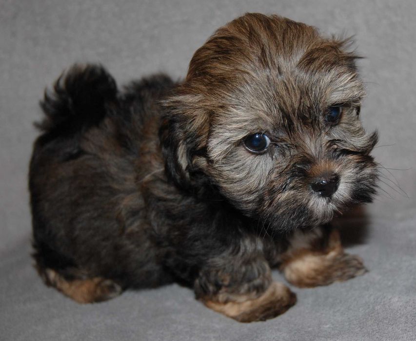 Hawańczyk ZHPR UCI  piesek