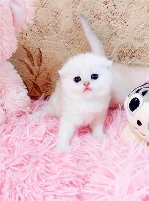 Срібні хлопчики красунчики шиншилки