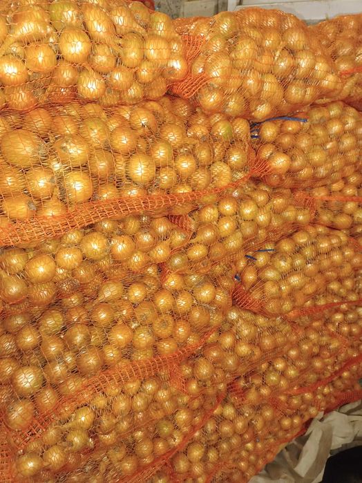 Cebula drobna wysadka