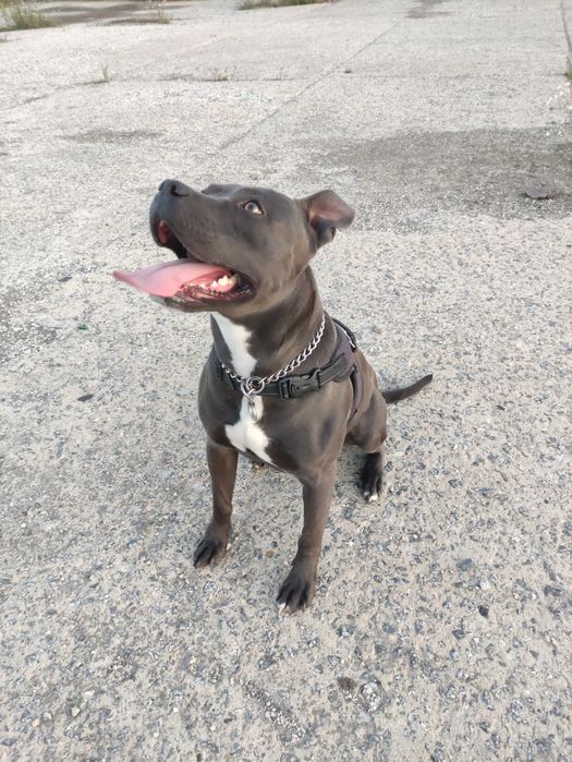 В'язка стафф, шукає дівчинку, Американський стаффордширський тер'єр.