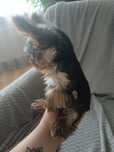 Yorkshire terrier miniaturka! Xxs! Rodowód!