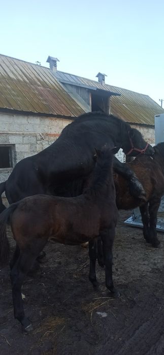 Klacz Śląska ze źrebówka PILNE