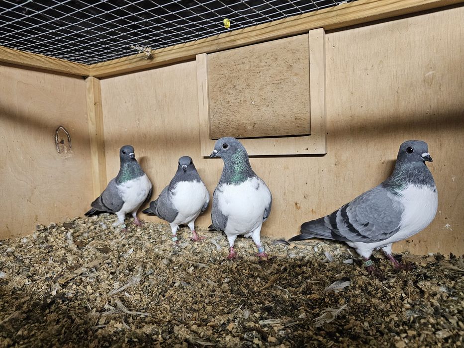 Gołębie czajki wiedeńskie