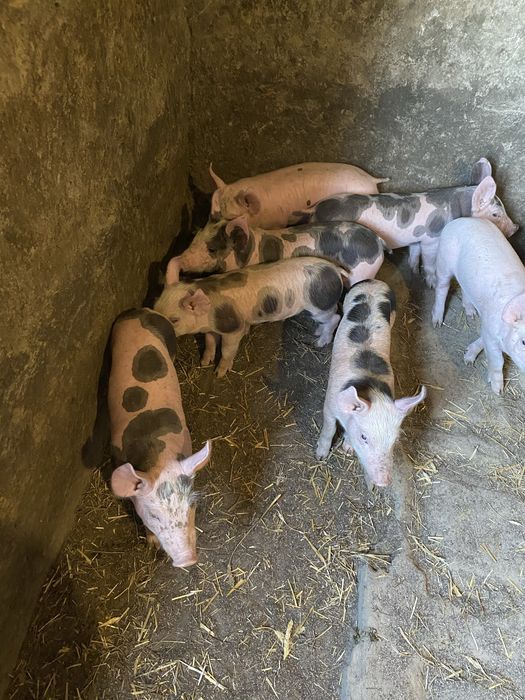 Продам поросят, Петрени